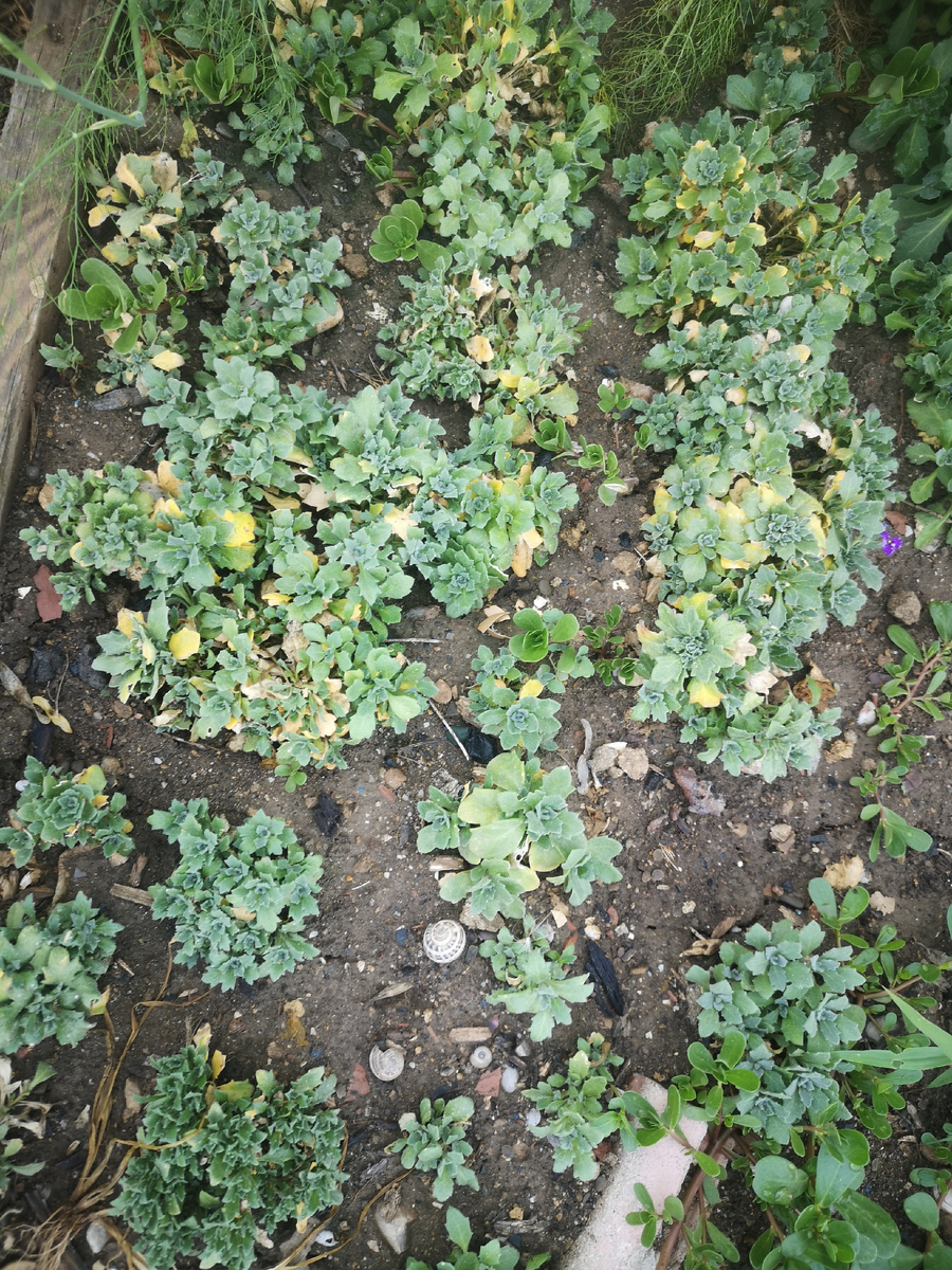 Взошло очень много