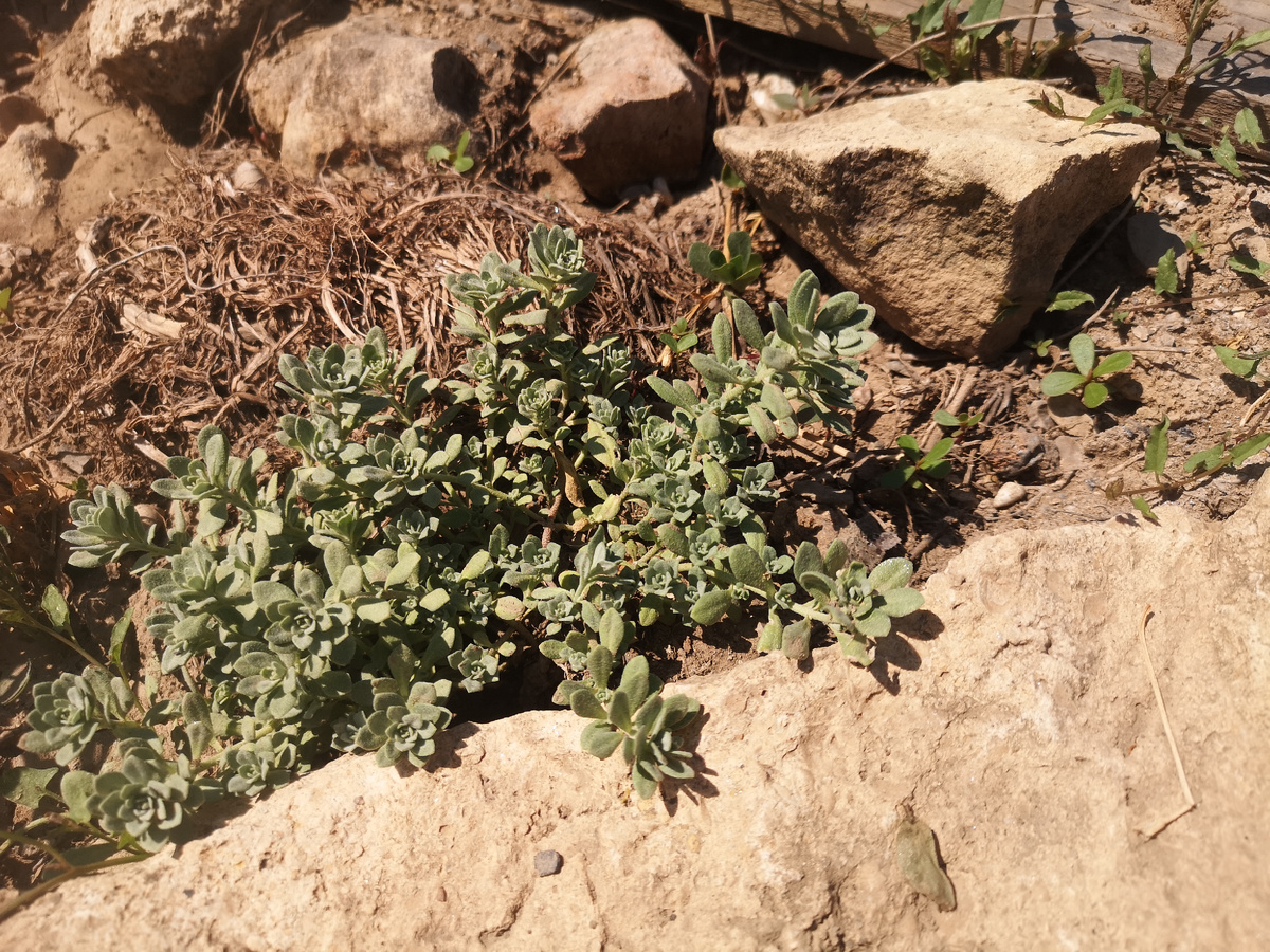 Похоже, что собирается цвести)))) 