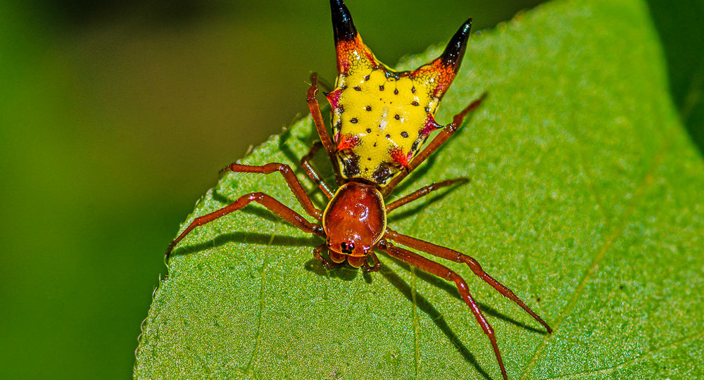 Паук с рогами и светящейся спиной: самые странные пауки планеты