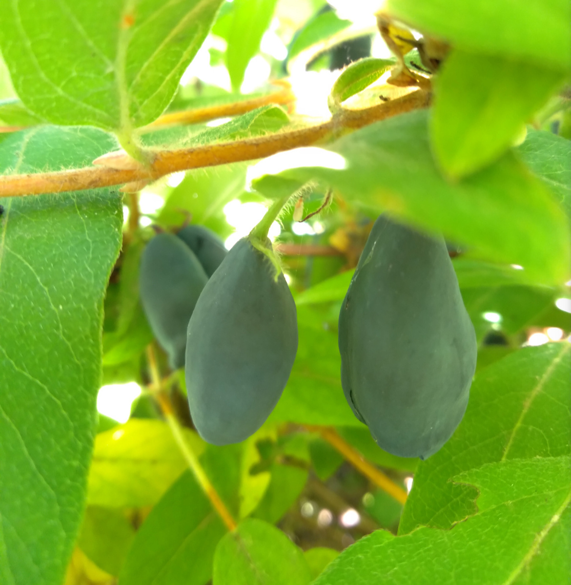 Жимолость из моего огорода