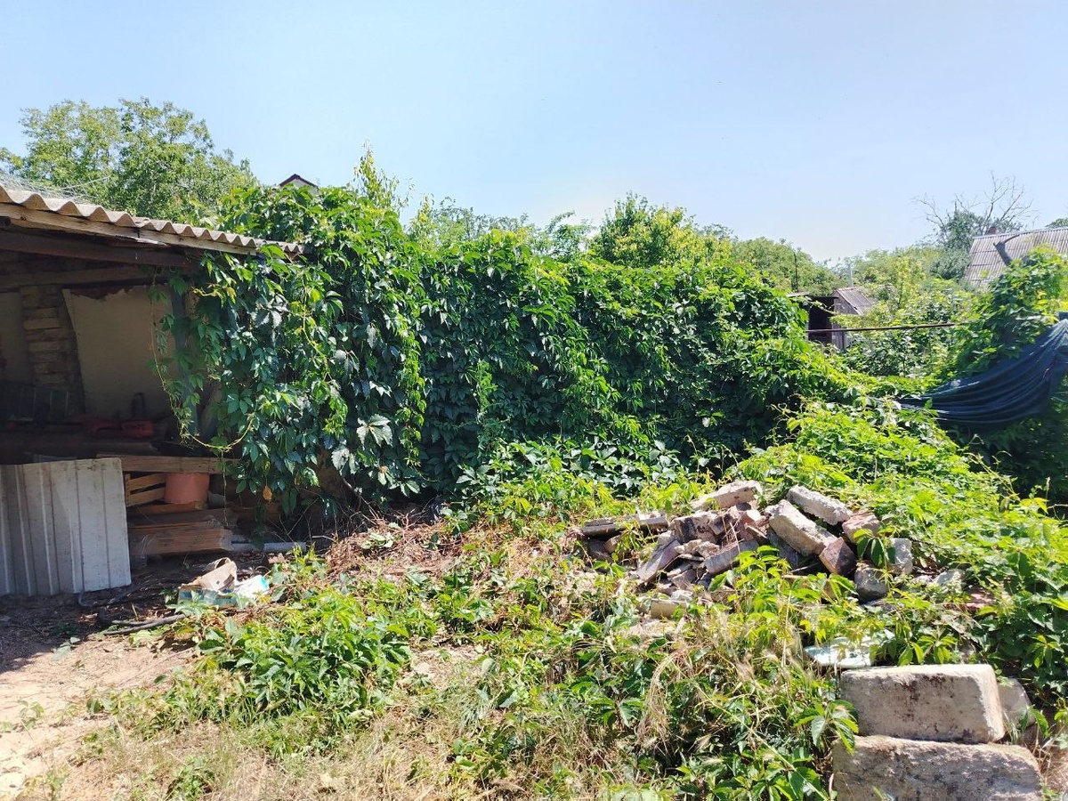 Очень дикий девичий виноград