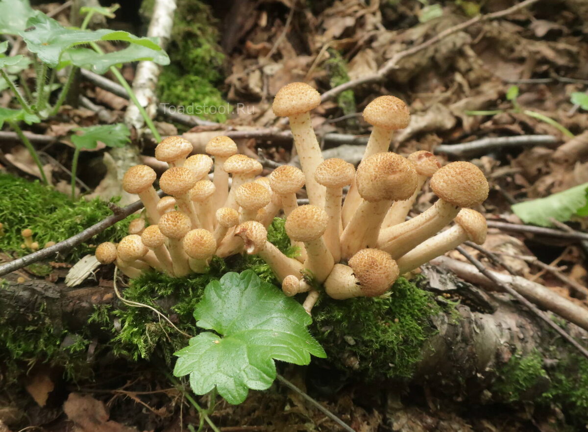 Вот оно какое. Сегодня (когда статью готовлю) - вечер 5 июля (фото И.Лебединского)