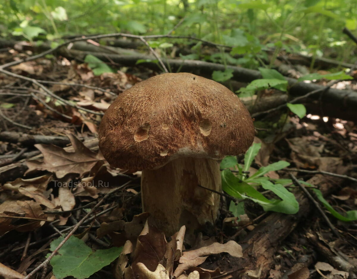 Вот таких вот из лесу несли ранние пташки. Снимок вчерашний и не оттуда, потому что здесь я ни... чего не нашел (фото И.Лебединского)