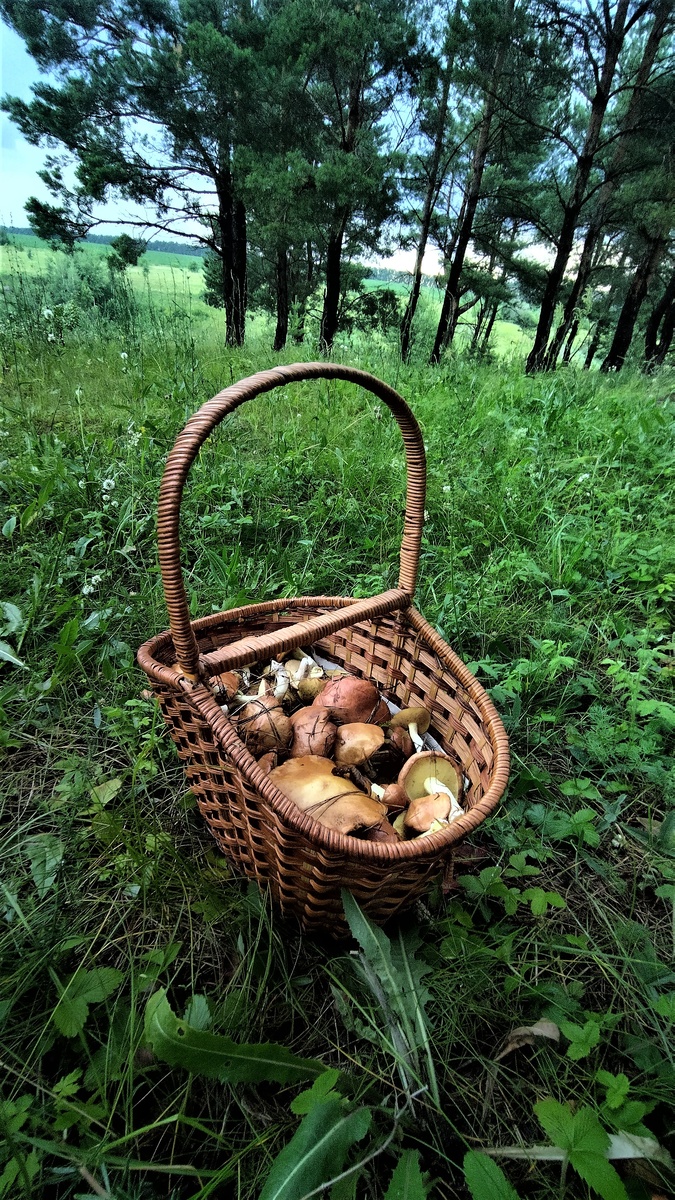 В этот раз попадались маслята, сыроежки, и даже один рыжик нашла.