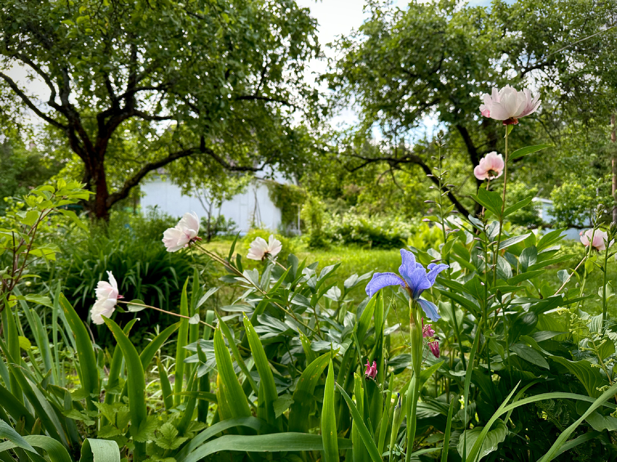 Вид на дом из тенистого сада