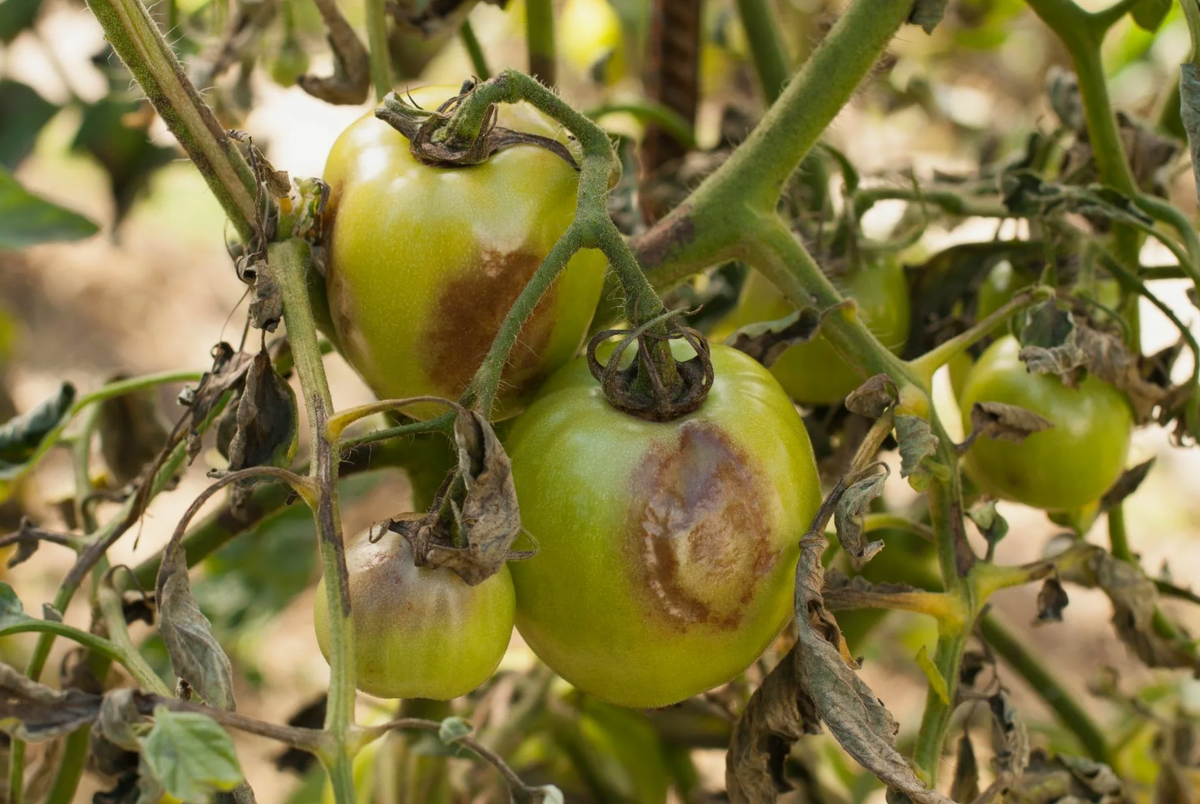 Источник фото: pinterest.com