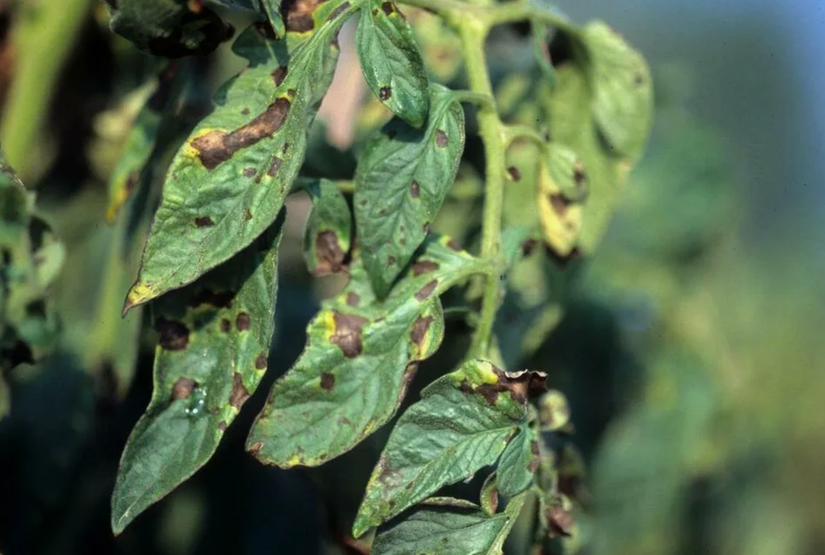 Источник фото: plantvillage.psu.edu