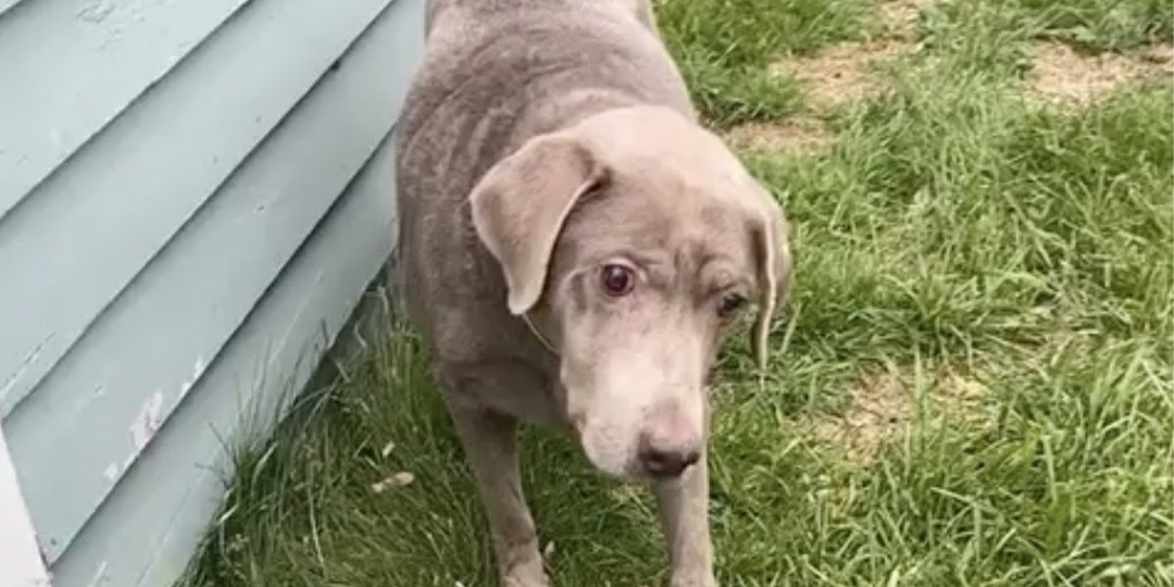 Хозяйка нашла способ осчастливить ослепшую собаку