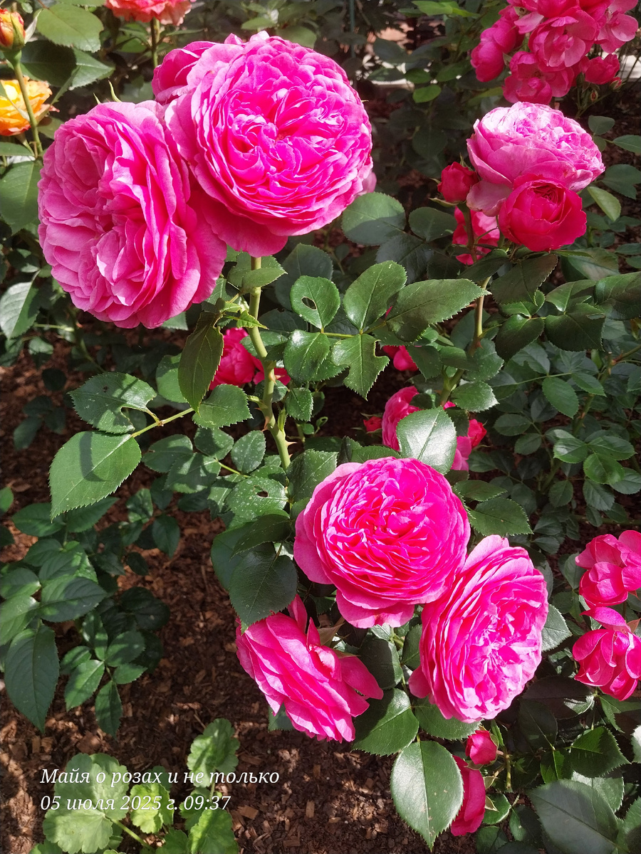 Баронесса номер 1