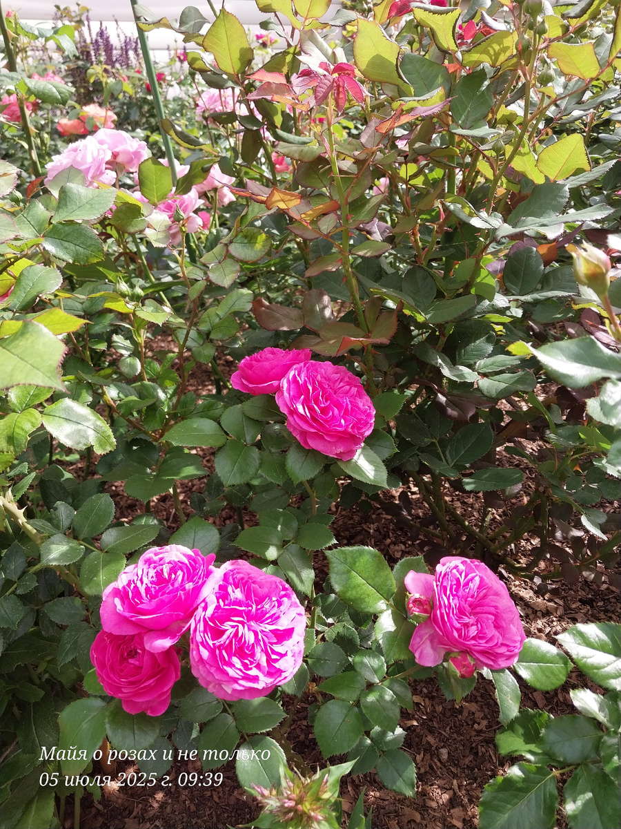 Баронесса номер 2