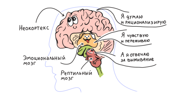 Ребёнок не просто так себя ведёт. Это всё мозг! Не бывает неправильных эмоций.