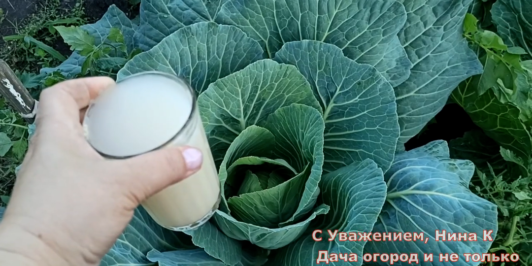 Подкормка для капусты! Даже хилая капуста быстро завязывает крепкий кочан!
