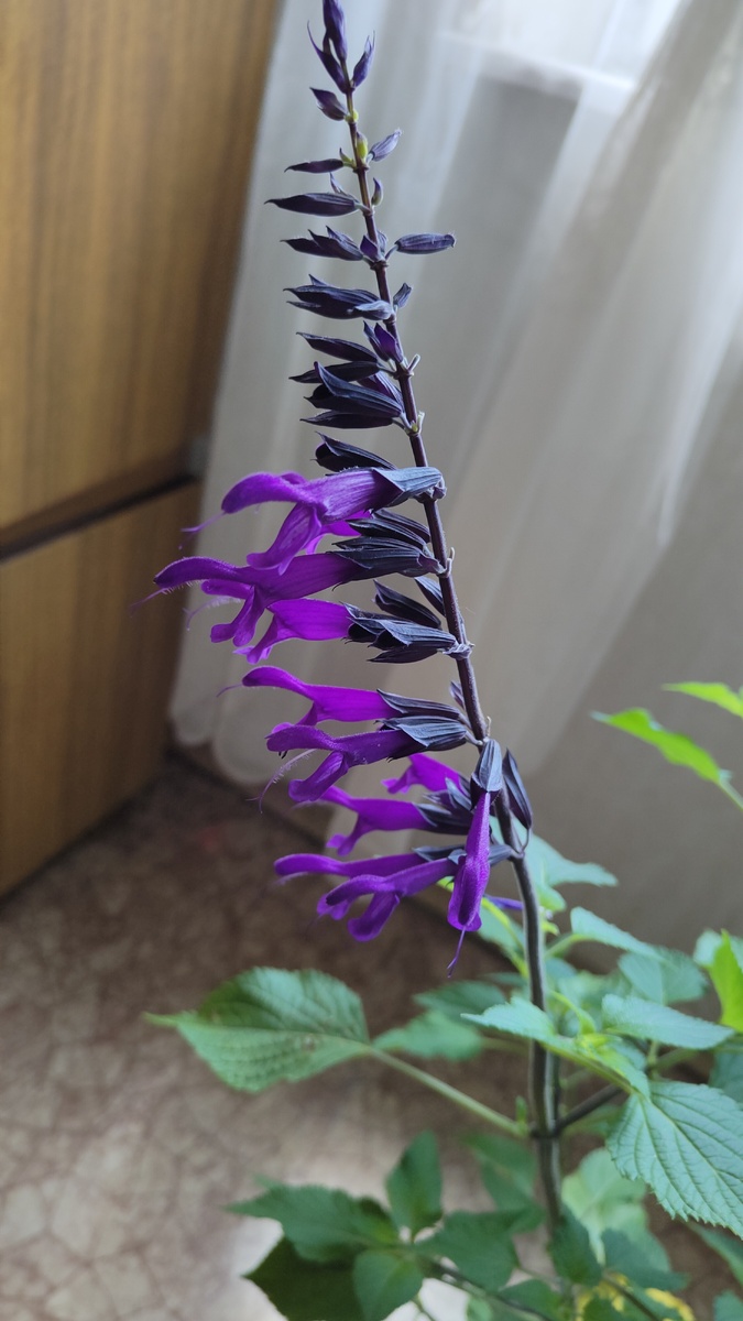 05.07.2025 г. Моя сальвия.