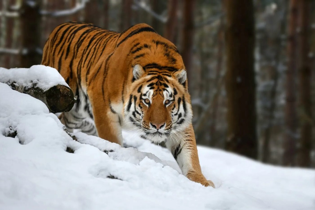 Изображение из интернета