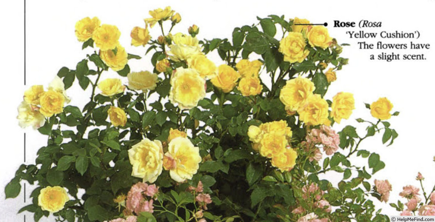 Фото из открытых источников интернета 