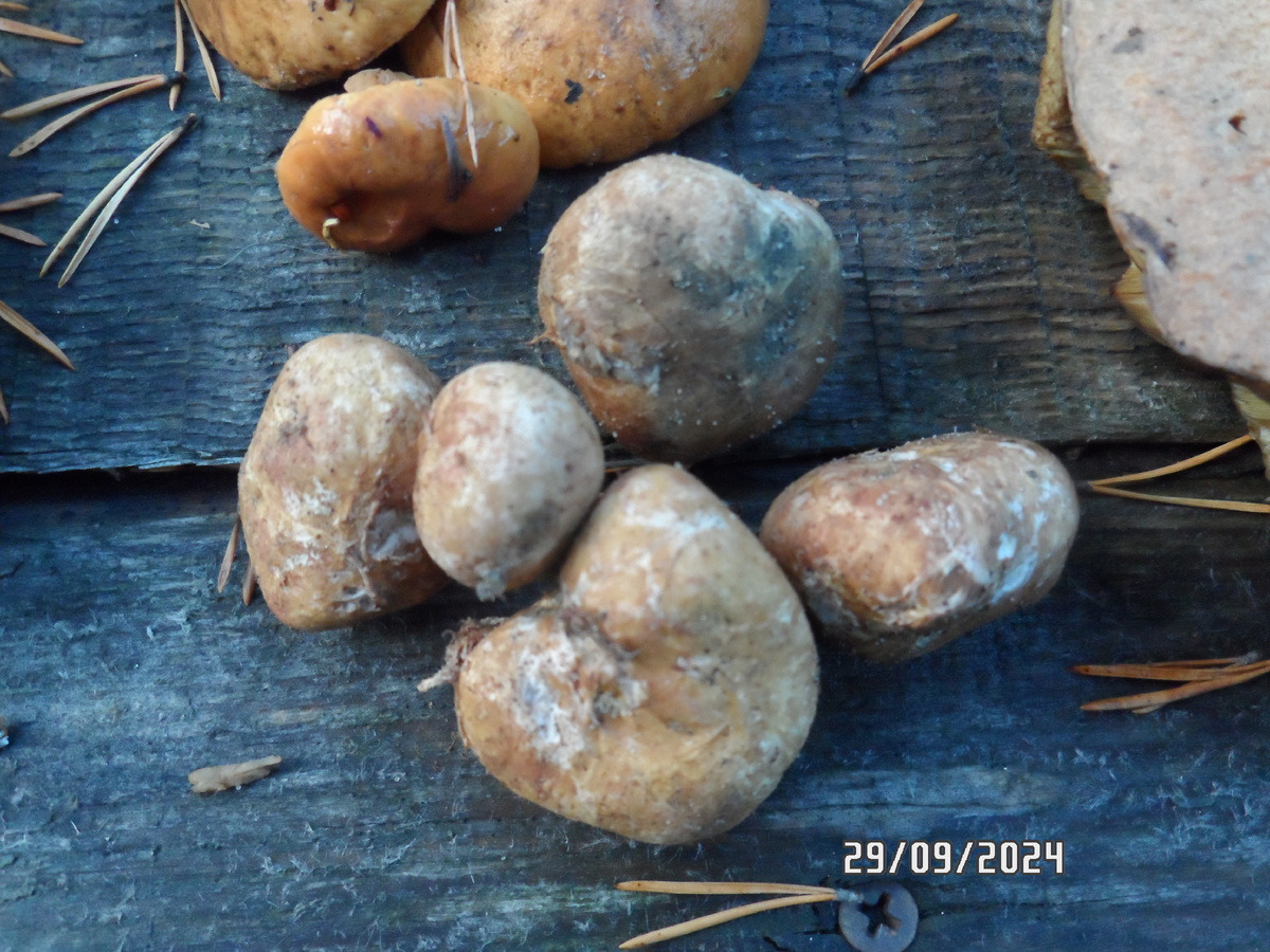 фотография прошлых лет, не стали его выковыривать, что бы провести фотосессию.