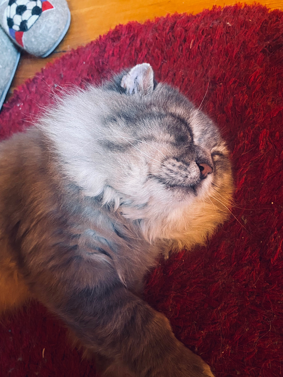 На любимом красном коврике.