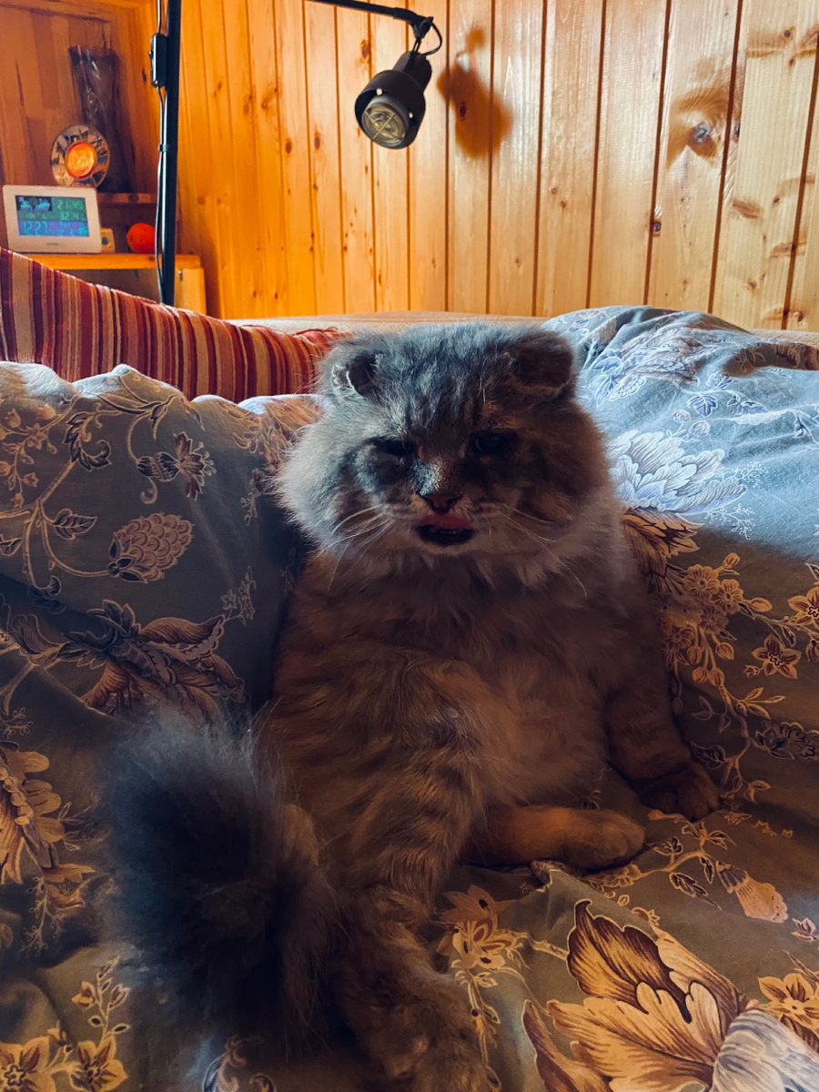 Коту удобно лежать на правильной лежке! Не зря я хозяв воспитывал, все теперь делают правильно! Везде фото автора.