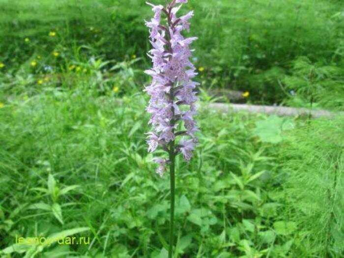 Пальчатокоренник пятнистый, или "кукушкины слёзки"