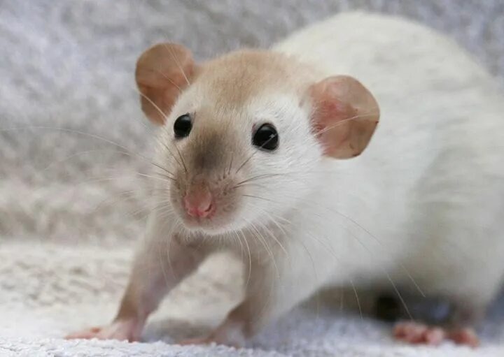 Изображение из интернета