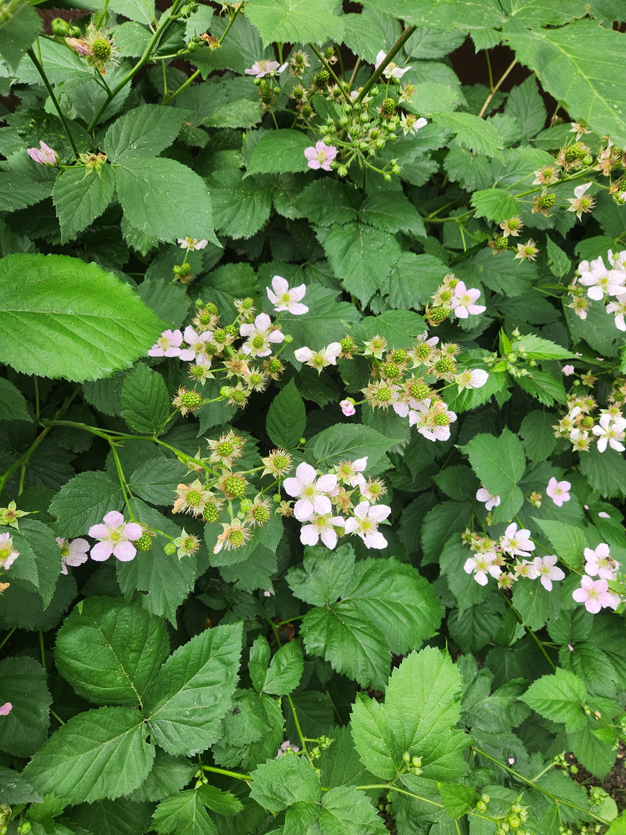 В этом году Блэк Сатин шикарна.