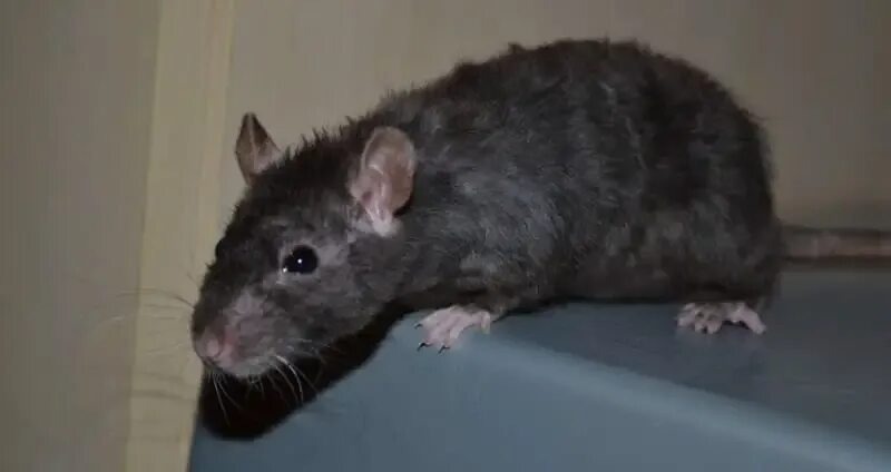 Изображение из интернета