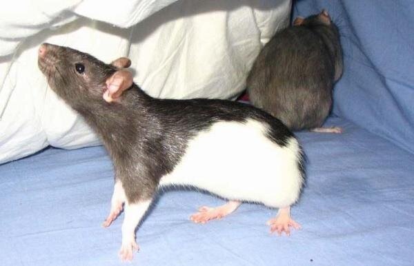 Изображение из интернета