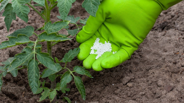 Калийные удобрения для томатов