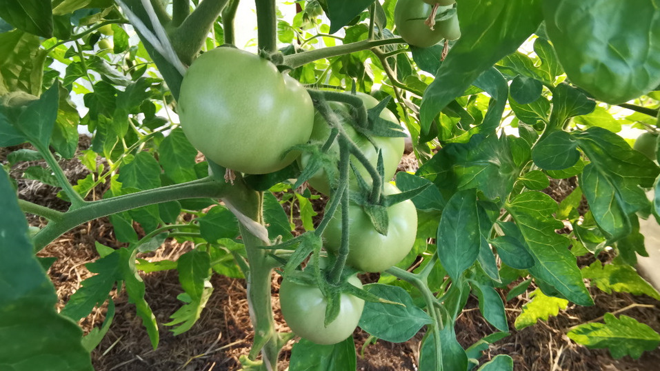 Через неделю разница стала очевидной - мои томаты опережают соседские в развитии