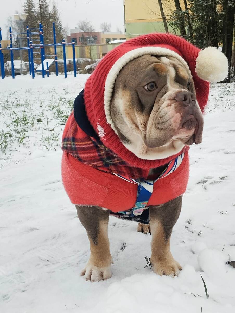 Милее и добрее нету существа. Английский бульдог это улыбки и умиление окружающих!