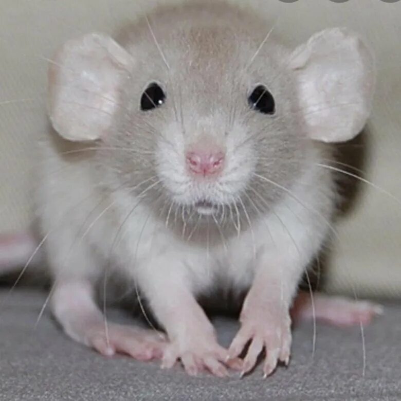 Изображение из интернета