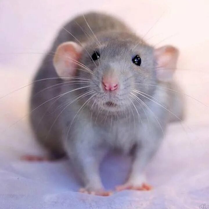 Изображение из интернета