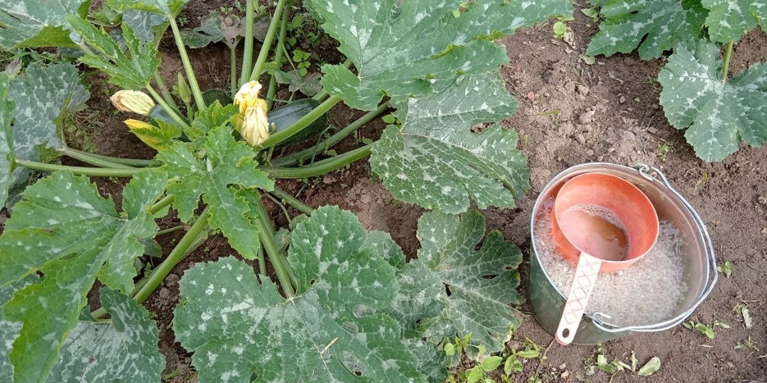 1 ст. л. на 10 л воды для кабачков. Любимая подкормка кабачков в июле в холодную погоду