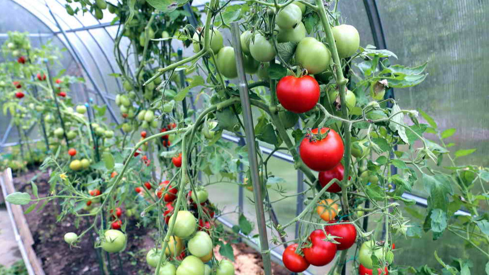 Увешанные плодами кусты томатов