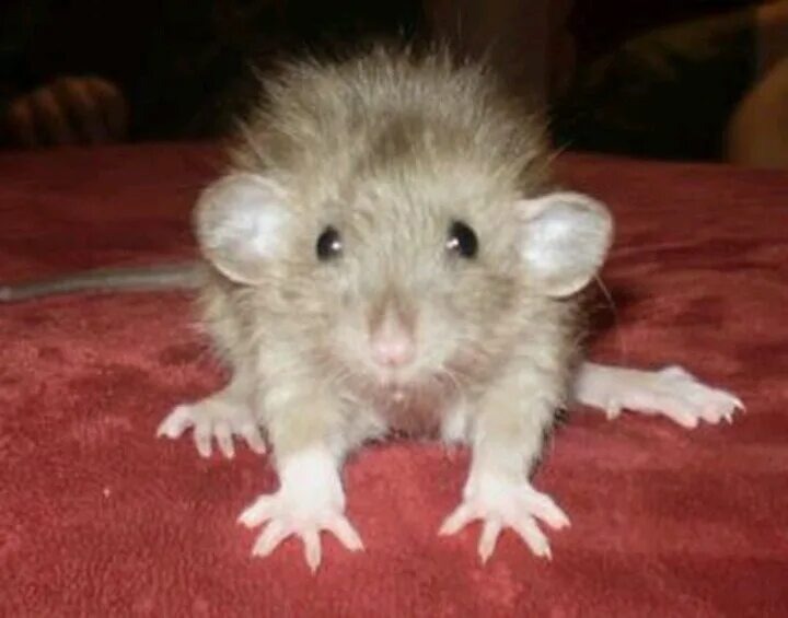 Изображение из интернета