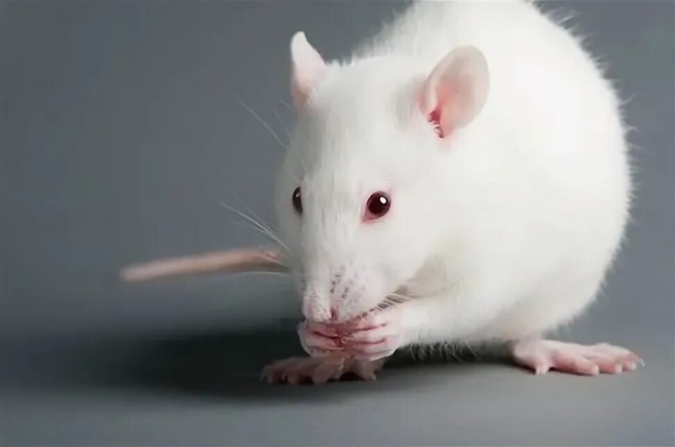 Изображение из интернета