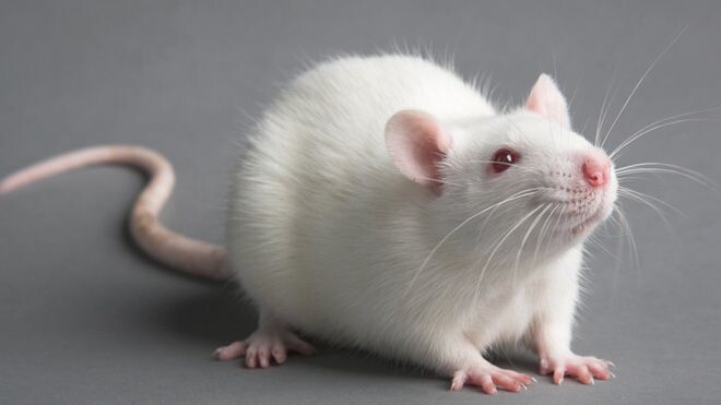 Изображение из интернета