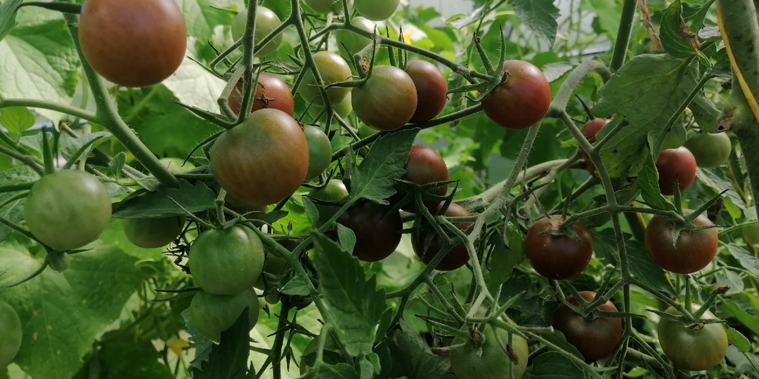 Делюсь простой подкормкой для томатов, которую скрывают агрономы. За 27 рублей урожай увеличился в 3 раза