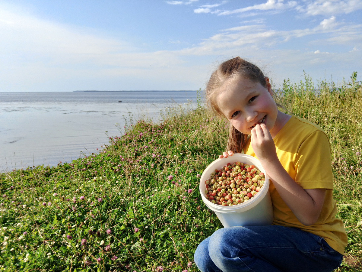 Где растёт земляника и где собирать землянику