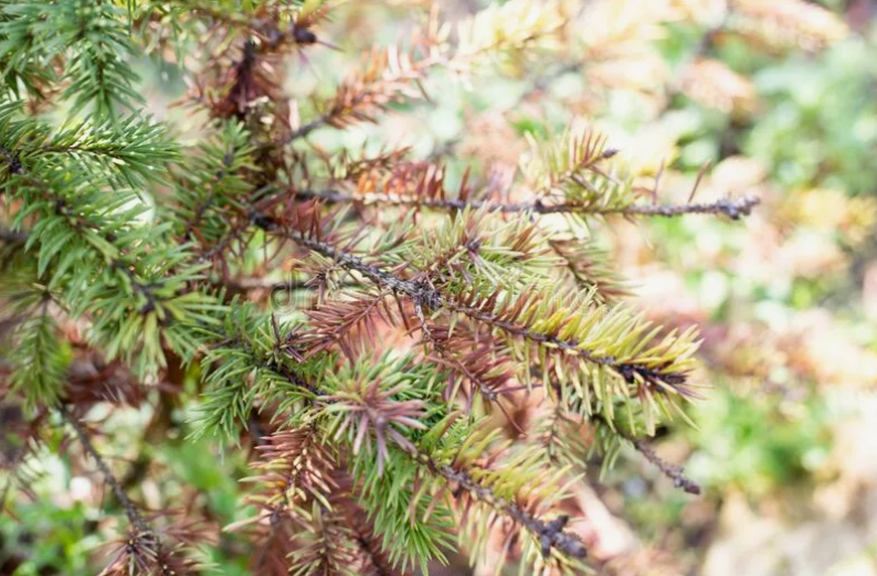 Фото из открытых источников (Фузариоз)