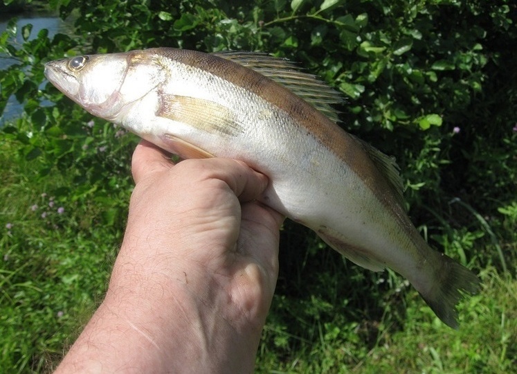 Ловим судака и не только на спиннинг