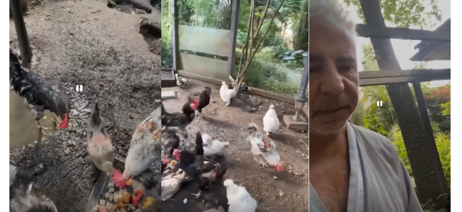 Сосо Павлиашвили эфир из курятника,  певец пришел в птичник покормить своих кур