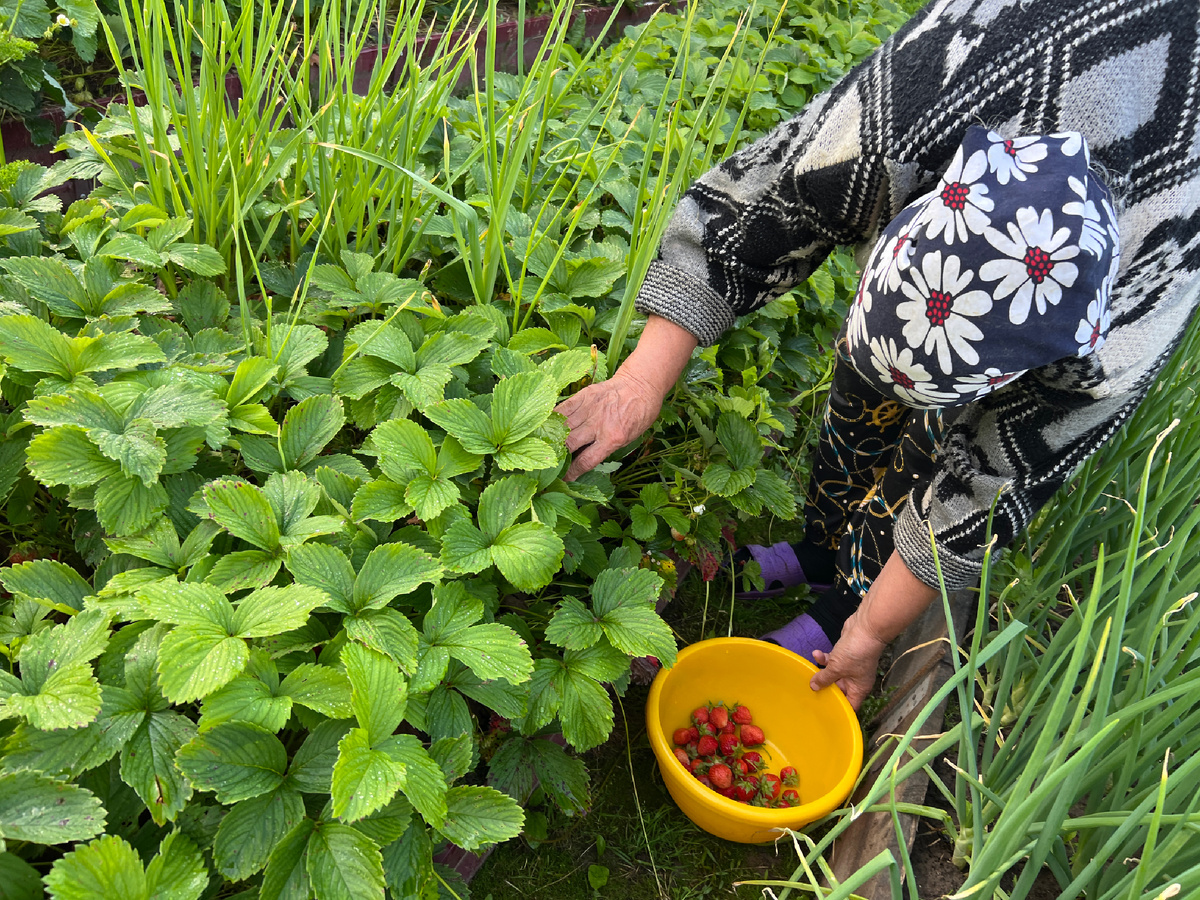 Собираем Фестивальную