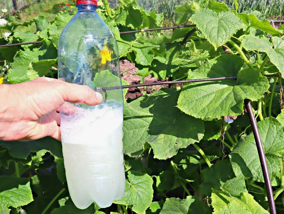 Сыворотка для огурцов