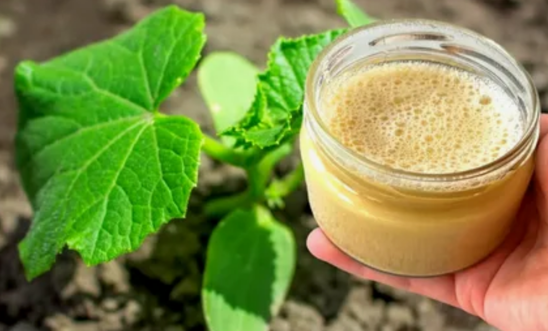 Подкормка молодых огурчиков