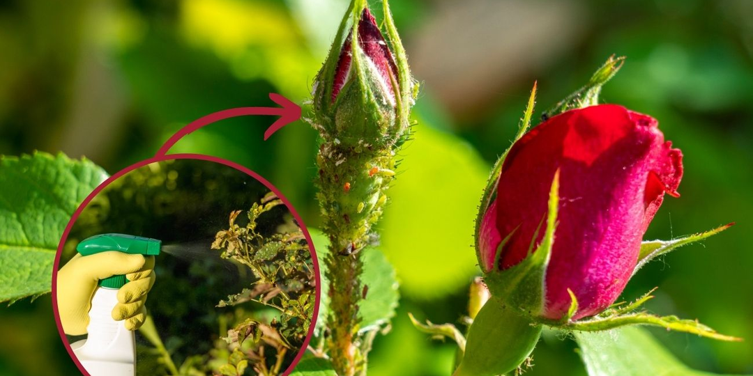 Смесь дегтярного мыла и соды против тли: мой рецепт раствора