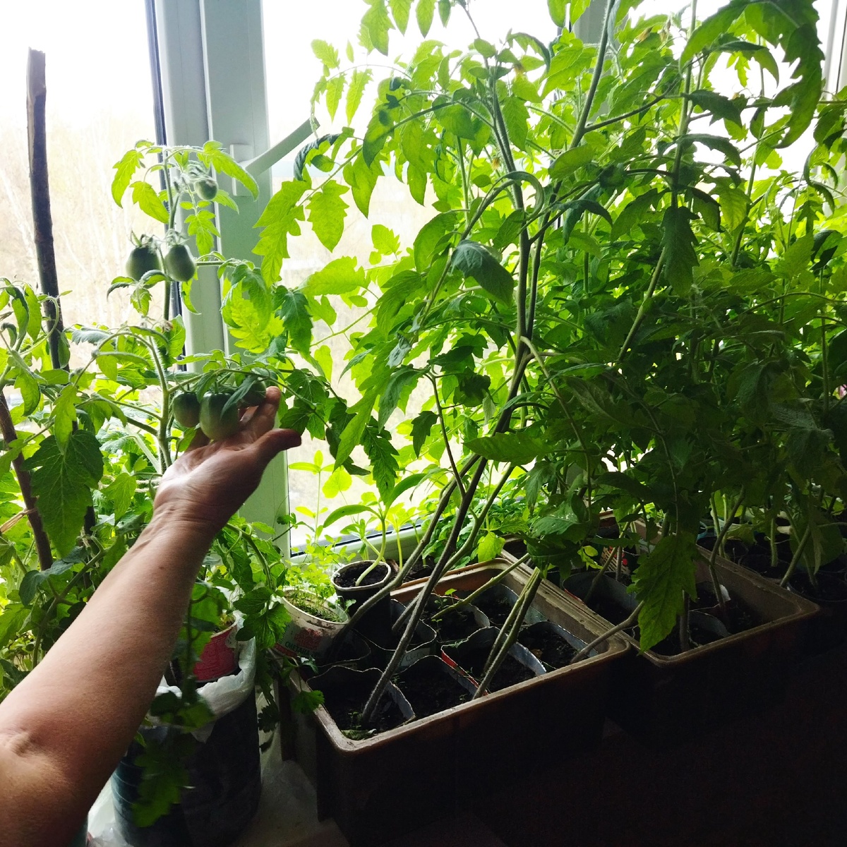    От фитофторы томатам - обязательно: в июле играю на опережение - 25 г на ведро воды, и больше забот не знаю