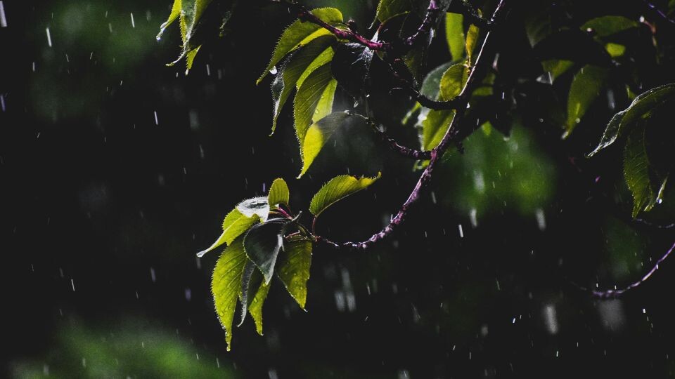    Дождь, погода. Источник: unsplash.com