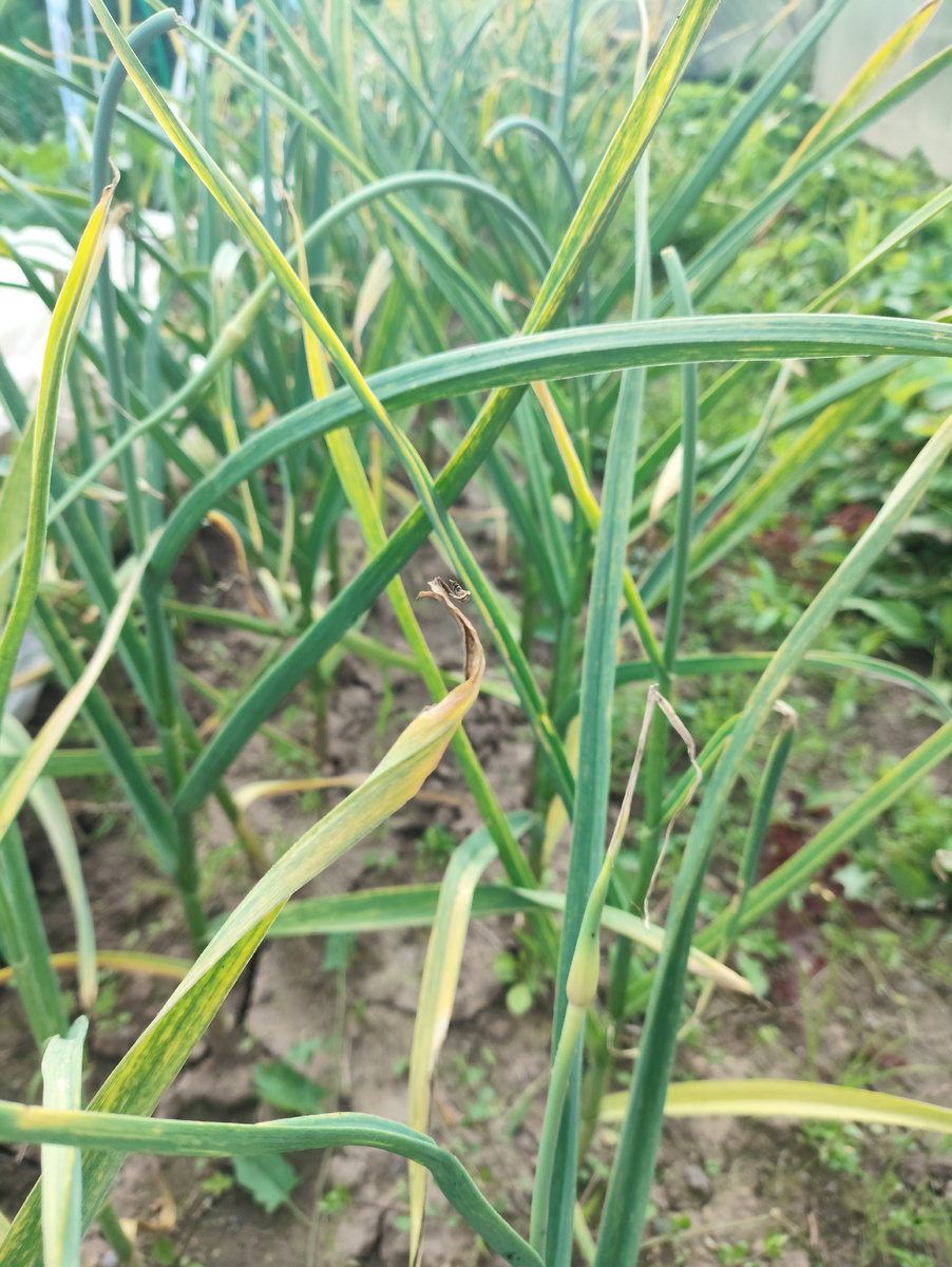 Когда убираю лук