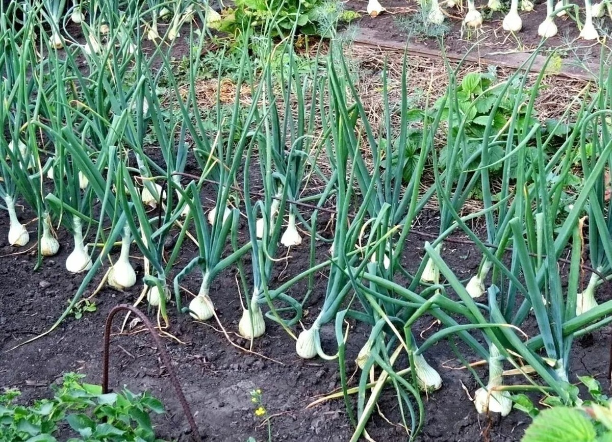 Когда убирать чеснок